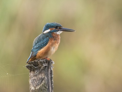 Zimorodek (ang. Kingfisher, łac. Alcedo atthis) - 5615- Fotografia Przyrodnicza - WlodekSmardz.pl