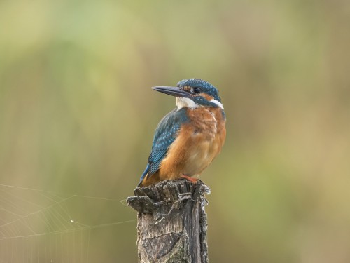 Zimorodek (ang. Kingfisher, łac. Alcedo atthis) - 5622- Fotografia Przyrodnicza - WlodekSmardz.pl