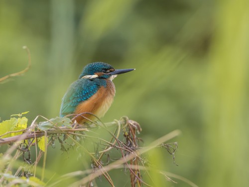 Zimorodek (ang. Kingfisher, łac. Alcedo atthis) - 5629- Fotografia Przyrodnicza - WlodekSmardz.pl