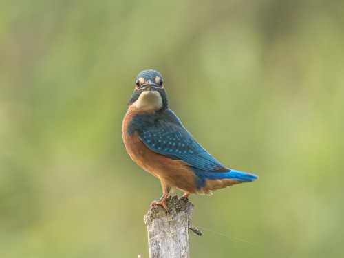 Zimorodek (ang. Kingfisher, łac. Alcedo atthis) - 5660- Fotografia Przyrodnicza - WlodekSmardz.pl