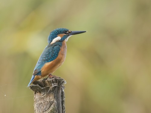 Zimorodek (ang. Kingfisher, łac. Alcedo atthis) - 5695- Fotografia Przyrodnicza - WlodekSmardz.pl
