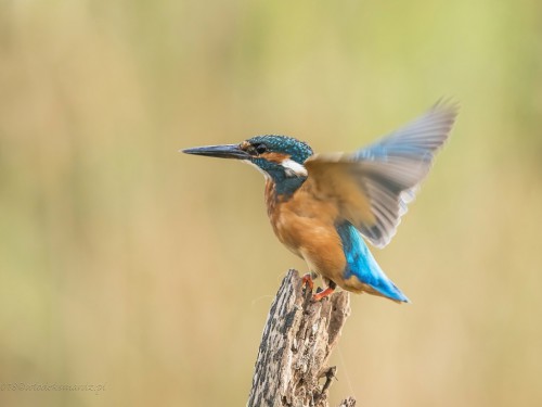 Zimorodek (ang. Kingfisher, łac. Alcedo atthis) -5846- Fotografia Przyrodnicza - WlodekSmardz.pl