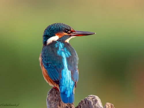 Zimorodek (ang. Kingfisher, łac. Alcedo atthis) -9202- Fotografia Przyrodnicza - WlodekSmardz.pl
