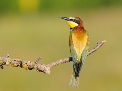 Żołna (ang. European bee-eater, łac. Merops apiaster)- Fotografia Przyrodnicza - WlodekSmardz.pl