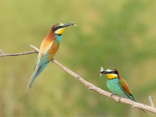 Żołna (ang. European bee-eater, łac. Merops apiaster)- Fotografia Przyrodnicza - WlodekSmardz.pl