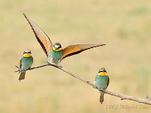 Żołna (ang. European bee-eater, łac. Merops apiaster)- Fotografia Przyrodnicza - WlodekSmardz.pl