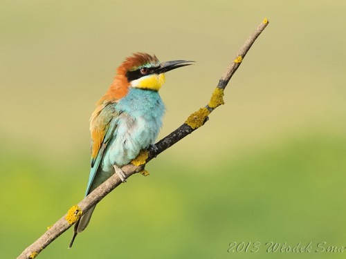 Żołna (ang. European bee-eater, łac. Merops apiaster)- Fotografia Przyrodnicza - WlodekSmardz.pl