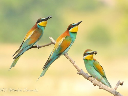 Żołna (ang. European bee-eater, łac. Merops apiaster)- Fotografia Przyrodnicza - WlodekSmardz.pl