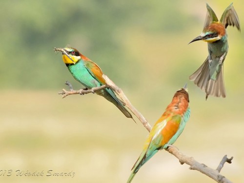 Żołna (ang. European bee-eater, łac. Merops apiaster)- Fotografia Przyrodnicza - WlodekSmardz.pl