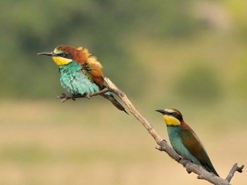 Żołna (ang. European bee-eater, łac. Merops apiaster)- Fotografia Przyrodnicza - WlodekSmardz.pl