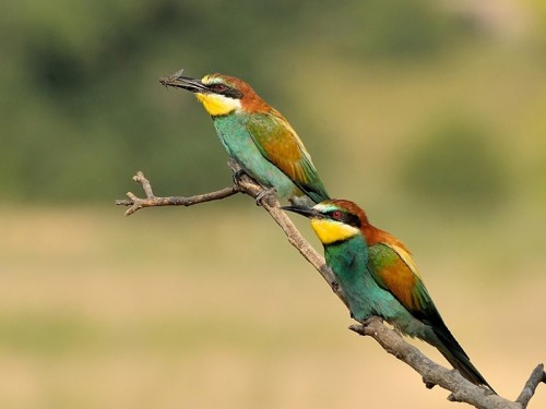 Żołna (ang. European bee-eater, łac. Merops apiaster)- Fotografia Przyrodnicza - WlodekSmardz.pl