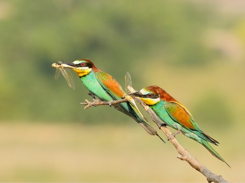 Żołna (ang. European bee-eater, łac. Merops apiaster)- Fotografia Przyrodnicza - WlodekSmardz.pl
