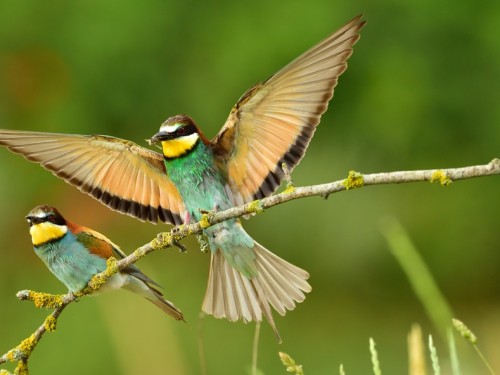 Żołna (ang. European bee-eater, łac. Merops apiaster) - 6164- Fotografia Przyrodnicza - WlodekSmardz.pl