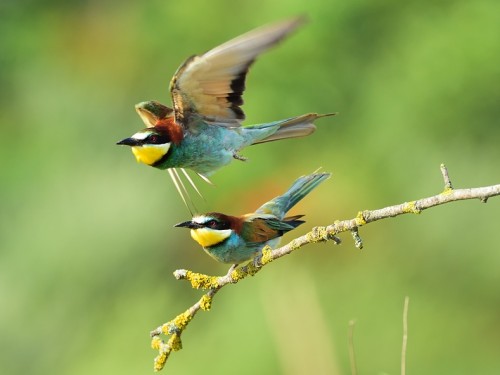 Żołna (ang. European bee-eater, łac. Merops apiaster) - 6383- Fotografia Przyrodnicza - WlodekSmardz.pl