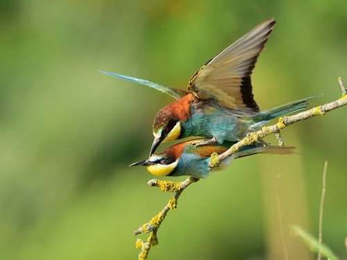 Żołna (ang. European bee-eater, łac. Merops apiaster) - 6342- Fotografia Przyrodnicza - WlodekSmardz.pl