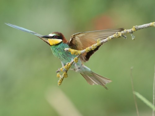 Żołna (ang. European bee-eater, łac. Merops apiaster) - 6242- Fotografia Przyrodnicza - WlodekSmardz.pl