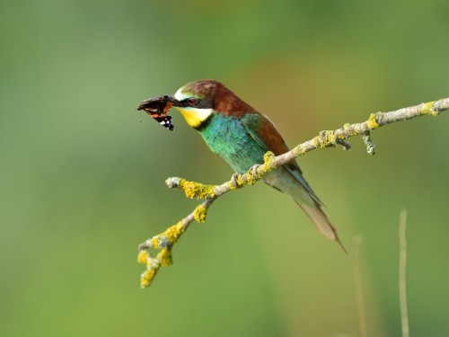 Żołna (ang. European bee-eater, łac. Merops apiaster) - 6508- Fotografia Przyrodnicza - WlodekSmardz.pl