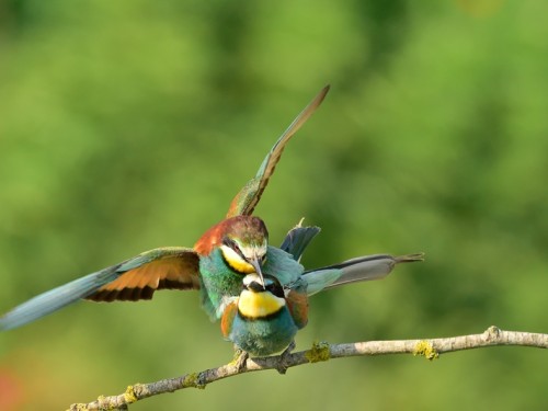 Żołna (ang. European bee-eater, łac. Merops apiaster) - 6320- Fotografia Przyrodnicza - WlodekSmardz.pl