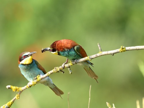 Żołna (ang. European bee-eater, łac. Merops apiaster) - 6339- Fotografia Przyrodnicza - WlodekSmardz.pl