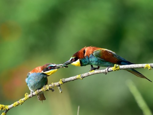 Żołna (ang. European bee-eater, łac. Merops apiaster) - 6386- Fotografia Przyrodnicza - WlodekSmardz.pl