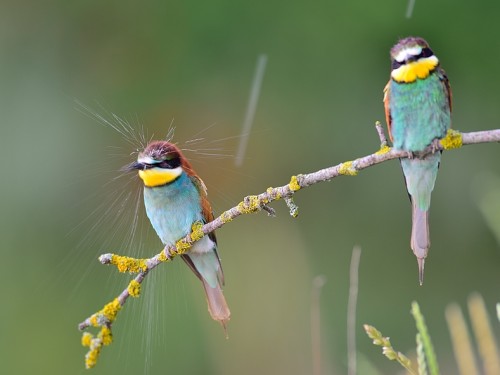 Żołna (ang. European bee-eater, łac. Merops apiaster) - 5960- Fotografia Przyrodnicza - WlodekSmardz.pl