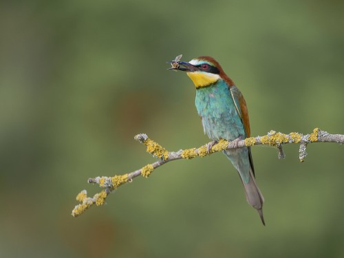 Żołna (ang. European bee-eater, łac. Merops apiaster) - 4752- Fotografia Przyrodnicza - WlodekSmardz.pl