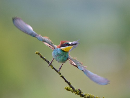 Żołna (ang. European bee-eater, łac. Merops apiaster) - 4005- Fotografia Przyrodnicza - WlodekSmardz.pl