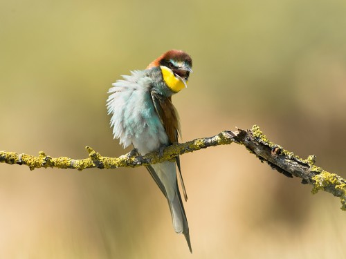 Żołna (ang. European bee-eater, łac. Merops apiaster) - 2333- Fotografia Przyrodnicza - WlodekSmardz.pl