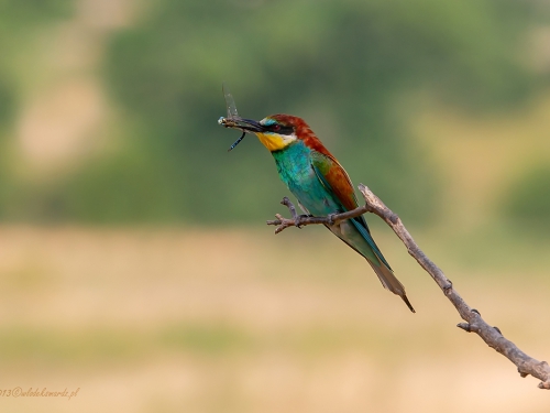 Żołna (ang. European bee-eater, łac. Merops apiaster) - 5385- Fotografia Przyrodnicza - WlodekSmardz.pl
