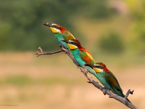 Żołna (ang. European bee-eater, łac. Merops apiaster) - 5576- Fotografia Przyrodnicza - WlodekSmardz.pl