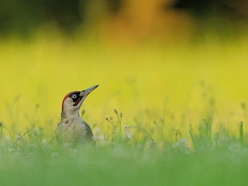 Dzięcioł zielony (ang. Eurasian Green Woodpecker, łac. Picus viridis) - 8478- Fotografia Przyrodnicza - WlodekSmardz.pl