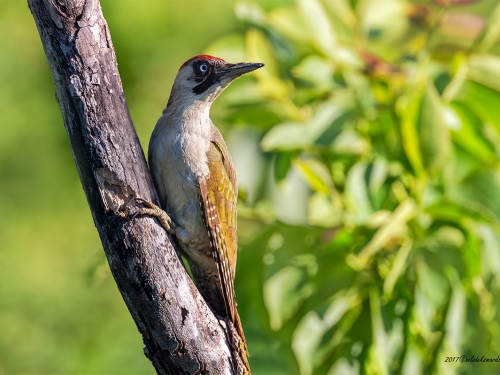 Dzięcioł zielony (ang. Eurasian Green Woodpecker, łac. Picus viridis) - 3146- Fotografia Przyrodnicza - WlodekSmardz.pl