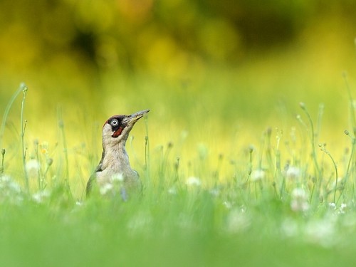 Dzięcioł zielony (ang. Eurasian Green Woodpecker, łac. Picus viridis) - 8475- Fotografia Przyrodnicza - WlodekSmardz.pl