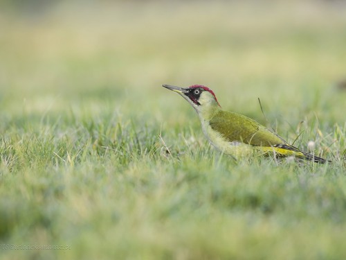 Dzięcioł zielony (ang. Eurasian Green Woodpecker, łac. Picus viridis) - 8588- Fotografia Przyrodnicza - WlodekSmardz.pl