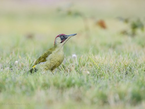 Dzięcioł zielony (ang. Eurasian Green Woodpecker, łac. Picus viridis) - 8615- Fotografia Przyrodnicza - WlodekSmardz.pl