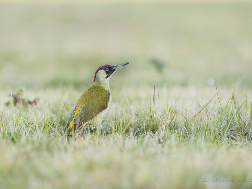 Dzięcioł zielony (ang. Eurasian Green Woodpecker, łac. Picus viridis) - 8645- Fotografia Przyrodnicza - WlodekSmardz.pl