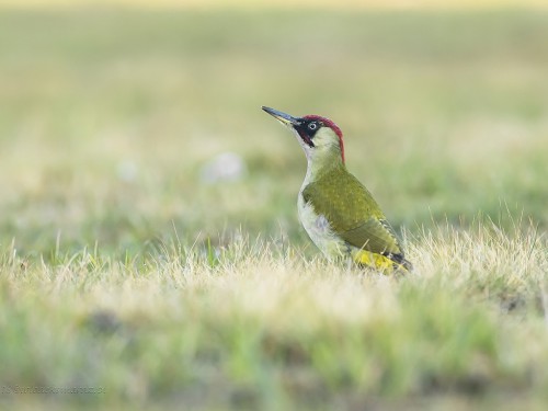 Dzięcioł zielony (ang. Eurasian Green Woodpecker, łac. Picus viridis) - 8679- Fotografia Przyrodnicza - WlodekSmardz.pl
