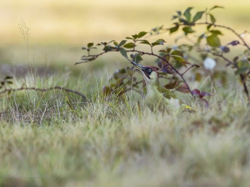 Dzięcioł zielony (ang. Eurasian Green Woodpecker, łac. Picus viridis) - 8694- Fotografia Przyrodnicza - WlodekSmardz.pl
