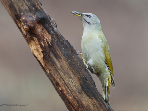 Dzięcioł zielonosiwy (ang. Grey-faced Woodpecker, łac. Picus canus) - 3330 - Fotografia Przyrodnicza - WlodekSmardz.pl