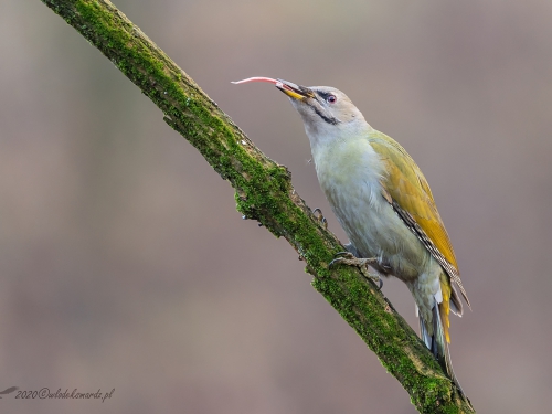 Dzięcioł zielonosiwy (ang. Grey-faced Woodpecker, łac. Picus canus) - 3604 - Fotografia Przyrodnicza - WlodekSmardz.pl