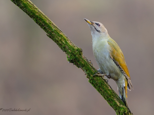 Dzięcioł zielonosiwy (ang. Grey-faced Woodpecker, łac. Picus canus) - 3619 - Fotografia Przyrodnicza - WlodekSmardz.pl