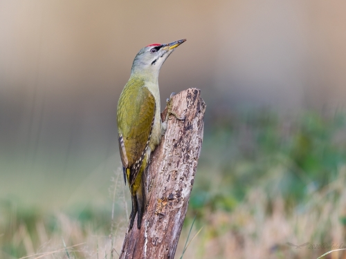 Dzięcioł zielonosiwy (ang. Grey-faced Woodpecker, łac. Picus canus) - 0579 - Fotografia Przyrodnicza - WlodekSmardz.pl