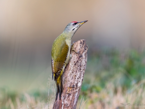 Dzięcioł zielonosiwy (ang. Grey-faced Woodpecker, łac. Picus canus) - 0582 - Fotografia Przyrodnicza - WlodekSmardz.pl