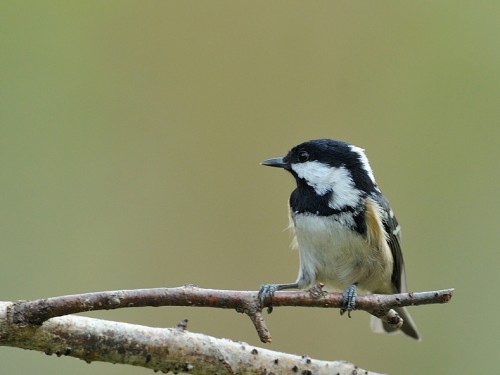 Sosnówka (ang. Coal Tit, łac. Periparus ater) - 0106- Fotografia Przyrodnicza - WlodekSmardz.pl