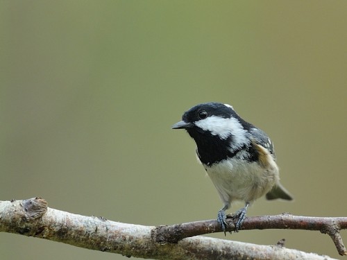 Sosnówka (ang. Coal Tit, łac. Periparus ater) - 0086- Fotografia Przyrodnicza - WlodekSmardz.pl