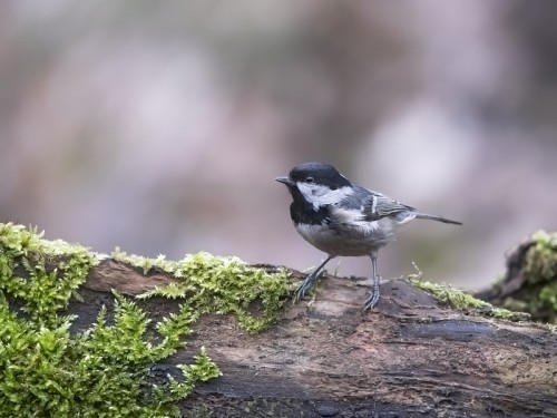 Sosnówka (ang. Coal Tit, łac. Periparus ater) - 1489- Fotografia Przyrodnicza - WlodekSmardz.pl