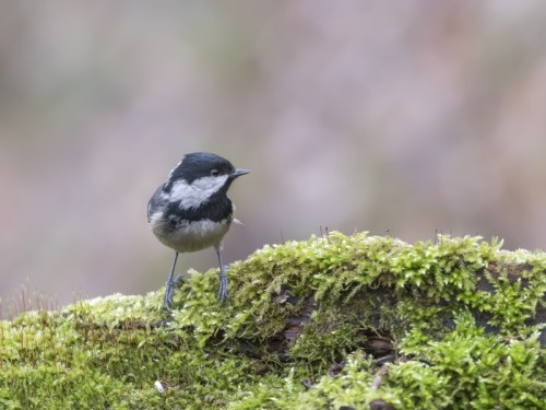 Sosnówka (ang. Coal Tit, łac. Periparus ater) - 1471- Fotografia Przyrodnicza - WlodekSmardz.pl