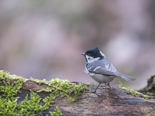 Sosnówka (ang. Coal Tit, łac. Periparus ater) - 1484- Fotografia Przyrodnicza - WlodekSmardz.pl