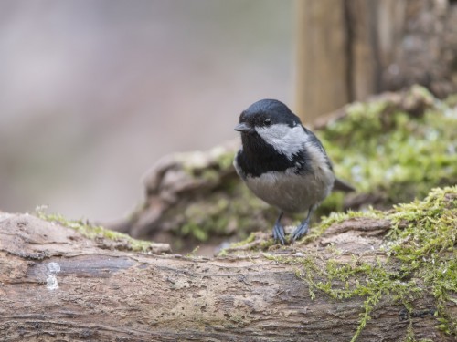 Sosnówka (ang. Coal Tit, łac. Periparus ater) - 1880 - Fotografia Przyrodnicza - WlodekSmardz.pl