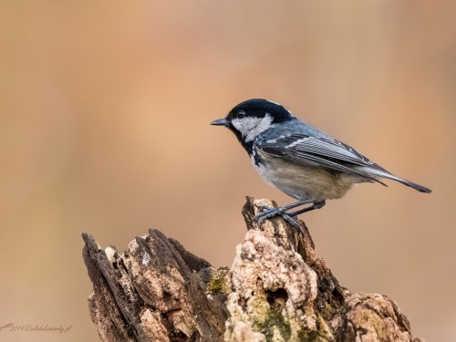 Sosnówka (ang. Coal Tit, łac. Periparus ater) - 0527 - Fotografia Przyrodnicza - WlodekSmardz.pl